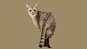 image of a cat