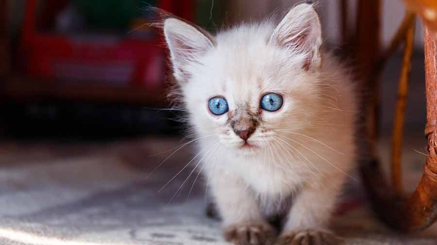 image of kitten breed