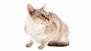 image of a cat