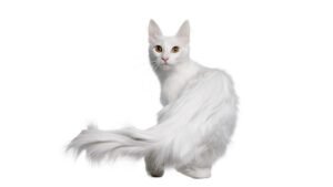 image of a cat