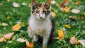 image of a cat