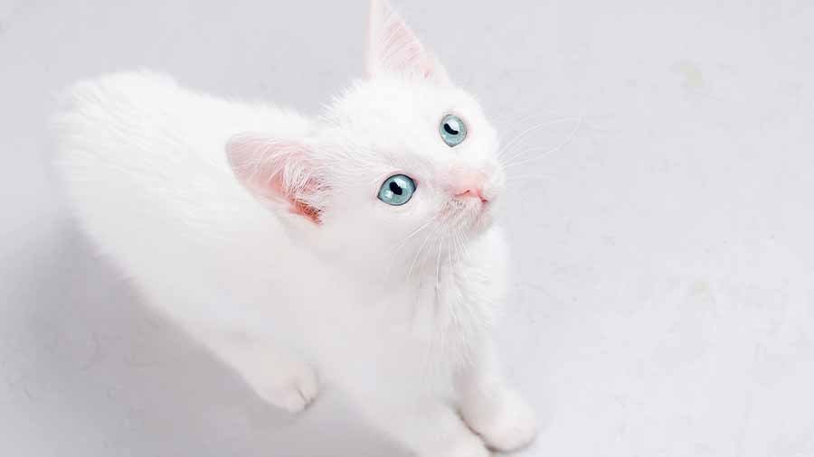 image of kitten breed